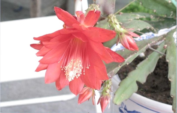 گل های زمستانی - ارکید کاکتوس
