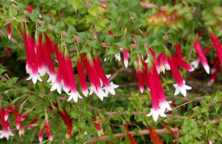 گل های زمستانی - ته تیزک کنگره دار