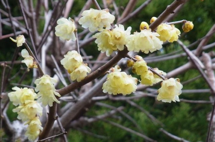 گل یخ - درختان زینتی مقاوم به سرما