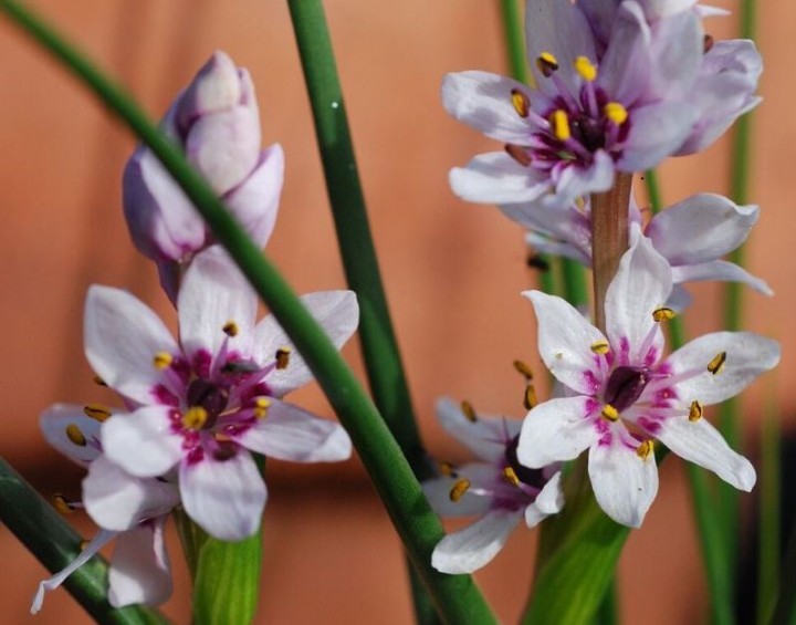 گل های زمستانی - Wurmbea Stricta