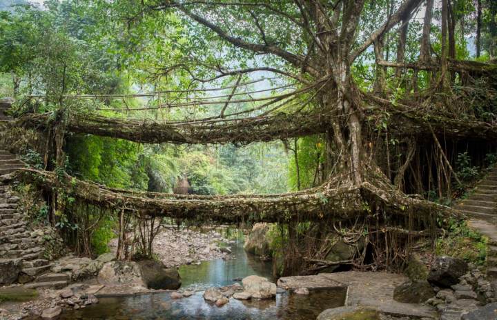 پل های ریشه ای زنده در مگالایا - ترسناک ترین پل های جهان