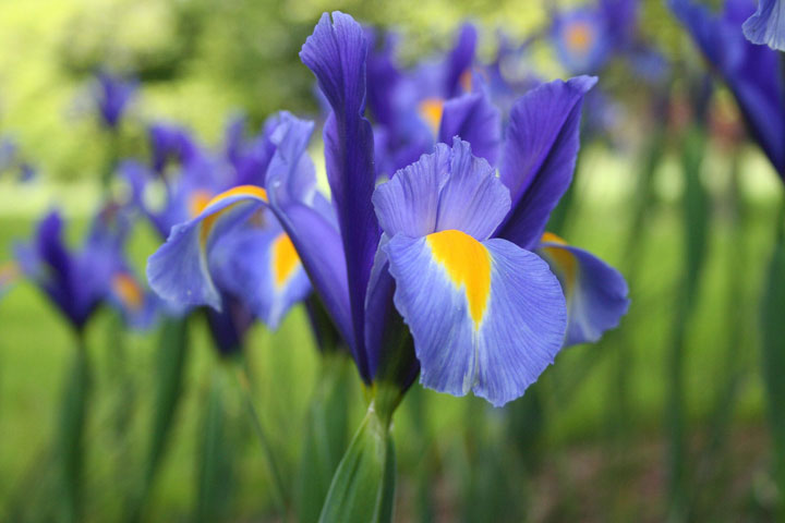 Iris of spring flowers