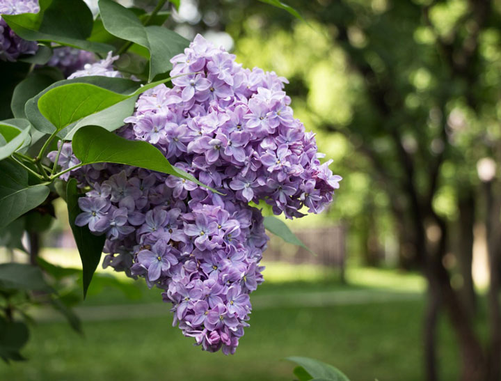 Purple flowers from spring flowers