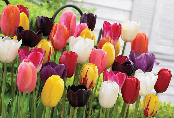 Tulips from spring flowers