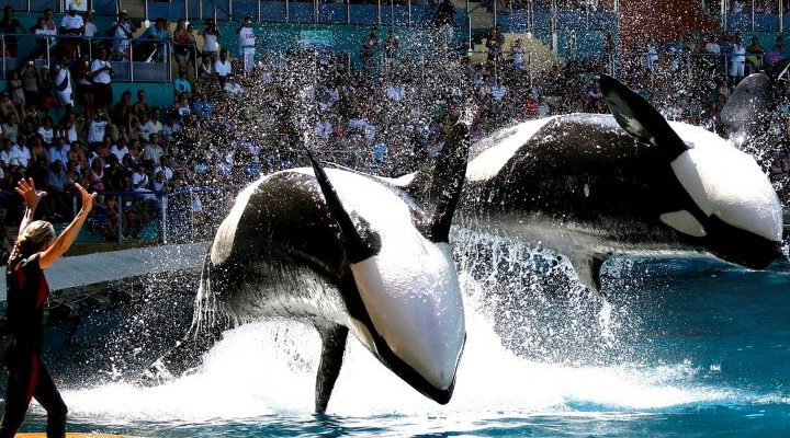 فیلم Blackfish