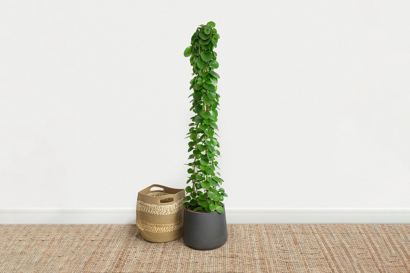 گیاه رونده سیسوس