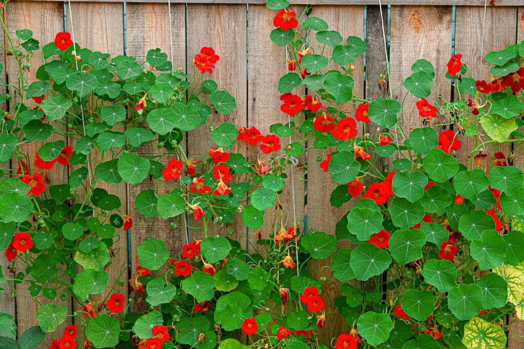 گل های لادن رونده