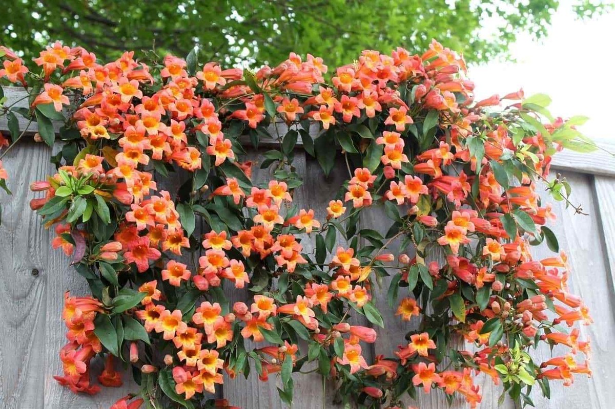 گل های نارنجی پیچ اناری