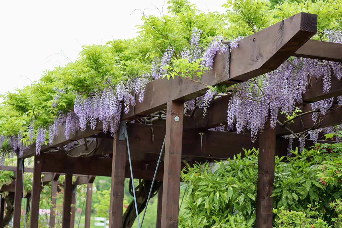 پیچ گلیسین