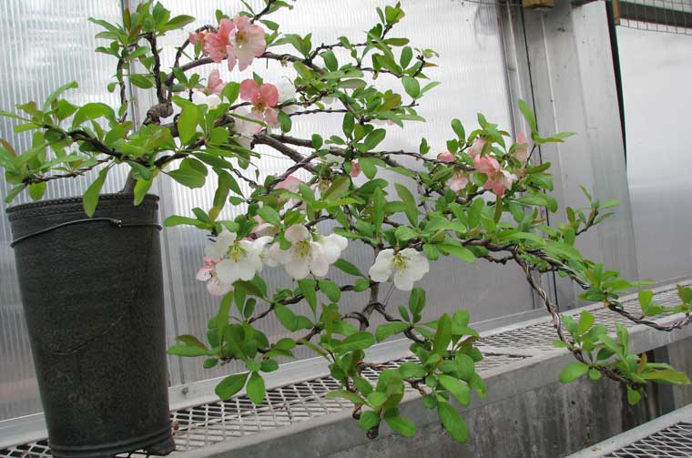 گل رونده بهاری ، به ژاپنی پاکوتاه - انواع گل رونده