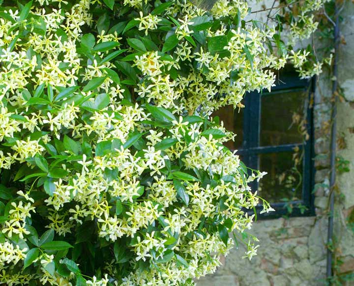 گل رونده یاسمن ستاره ای - انواع گل رونده