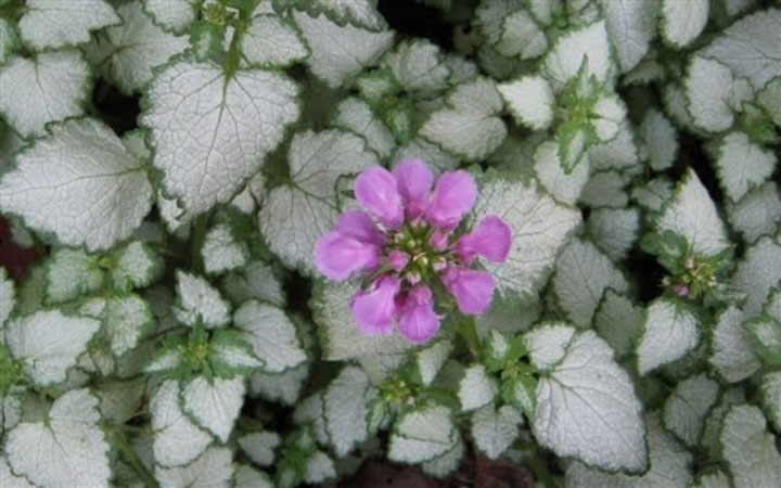 گل باغچه ای ـ‌گل گزنه