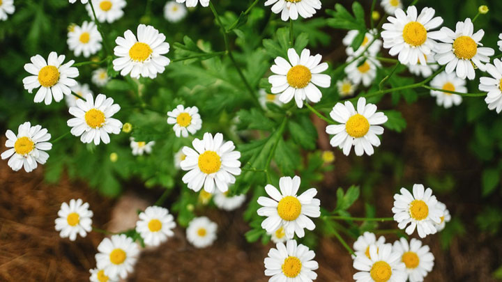 گل باغچه ای بابونه 