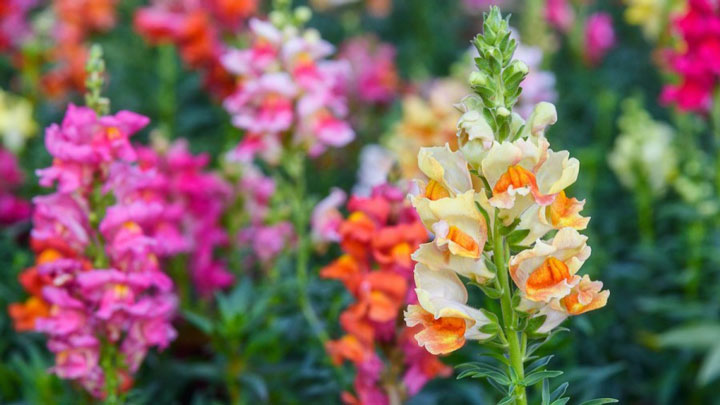 گل میمون از گلهای باغچه ای زیبا