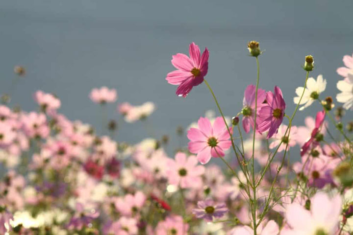 گل شاه اشرفی گل باغچه ای کوچک و زیبا