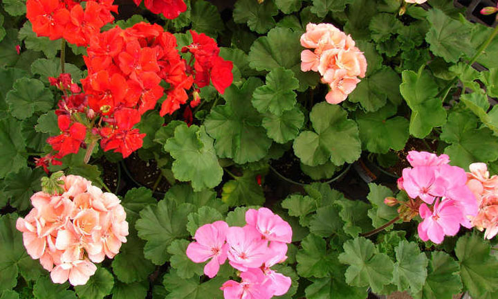 گل باغچه ای ـ‌گل شمعدانی