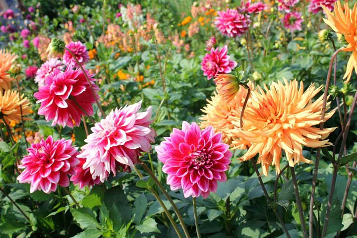 گل کوکب در باغچه