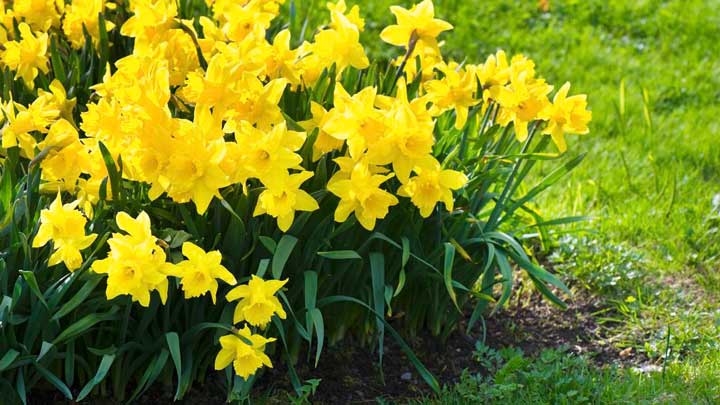 گل نرگس از گلهای باغچه ای خوشبو
