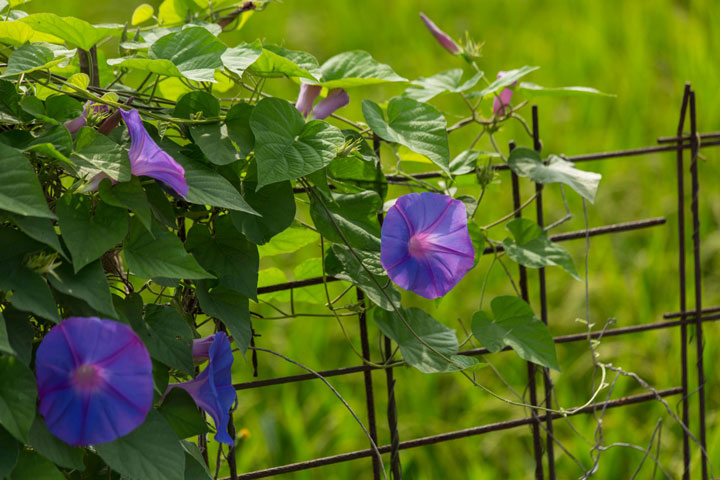 گل نیلوفر پیچ یک گل باغچه ای زیبا