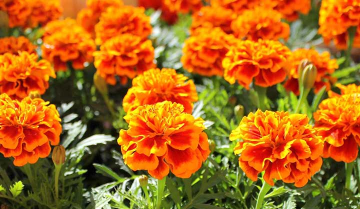 گل جعفری از گلهای باغچه ای زیبا