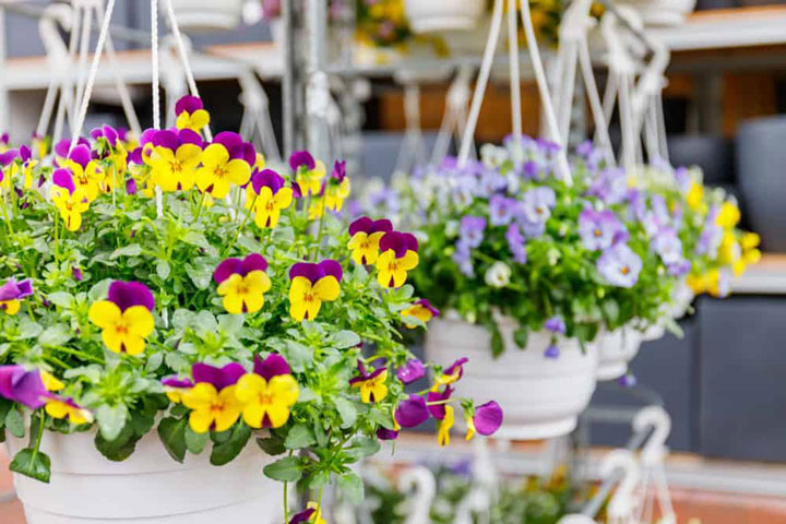 گل بنفشه از گلهای باغچه ای