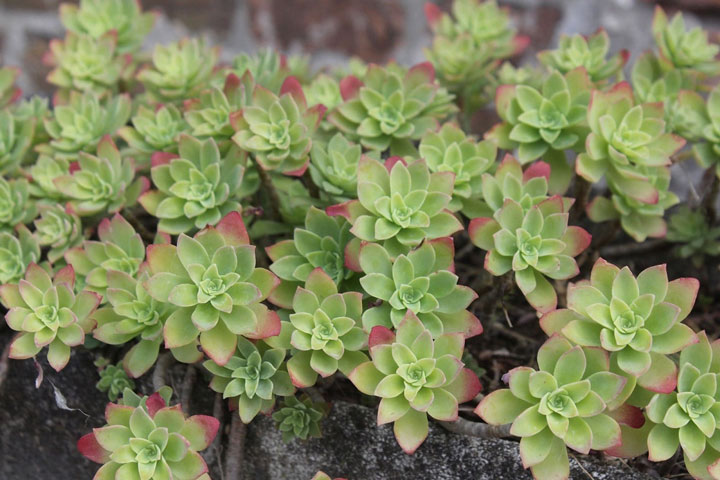 گل باغچه ای ـ گل ناز