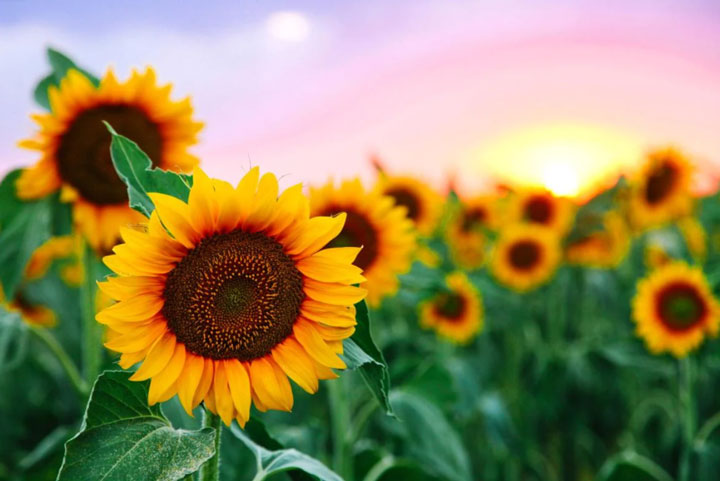گل باغچه ای ـ‌ گل آفتاب گردان