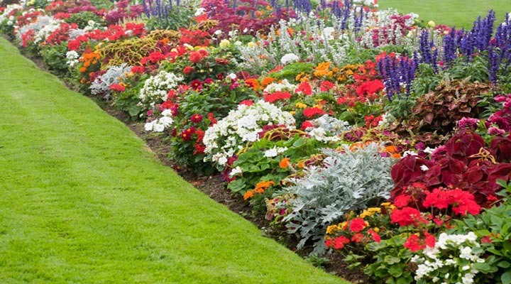 برای انتخاب گل برای باغچه چه شرایطی را باید در نظر بگیریم؟