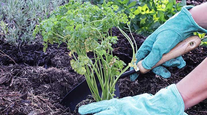 پوشش گیاهی روف گاردن