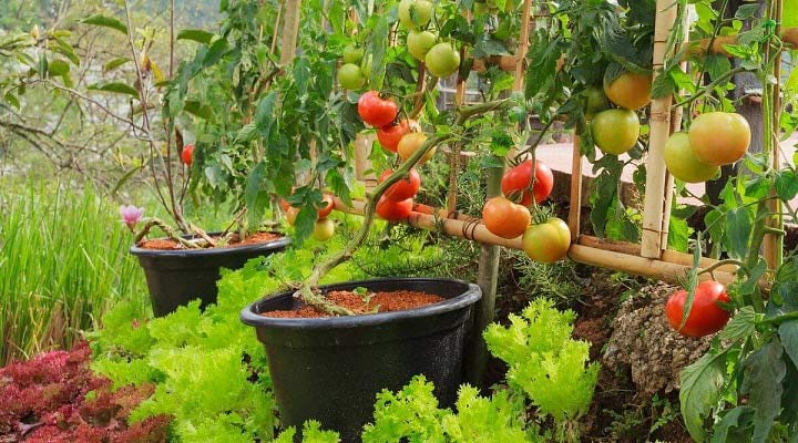 باغ سبزیجات در حیاط‌خلوت