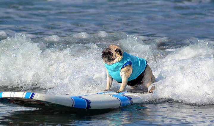موج سواری سگها از عجیب ترین ورزش های جهان