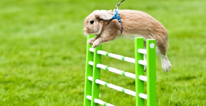 پرش خرگوش از مانع یکی از عجیب ترین ورزش های جهان
