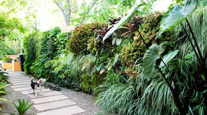 انتخاب گیاهان رونده برای گرین وال