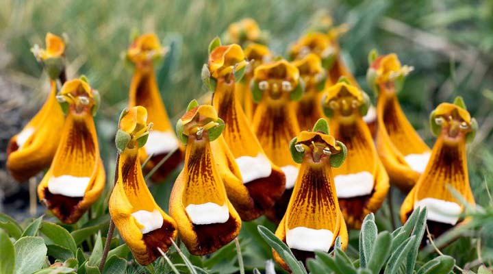 گل کوه شاد یکی از عجیب ترین گل های جهان است