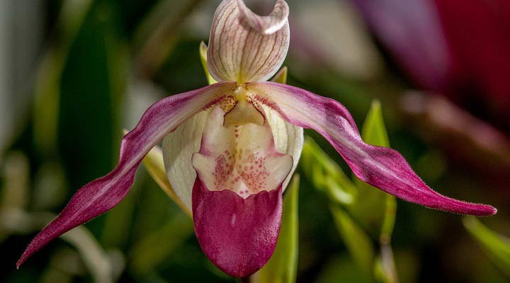 ارکیده لیدی اسلیپر یکی از عجیب ترین گل های دنیاست