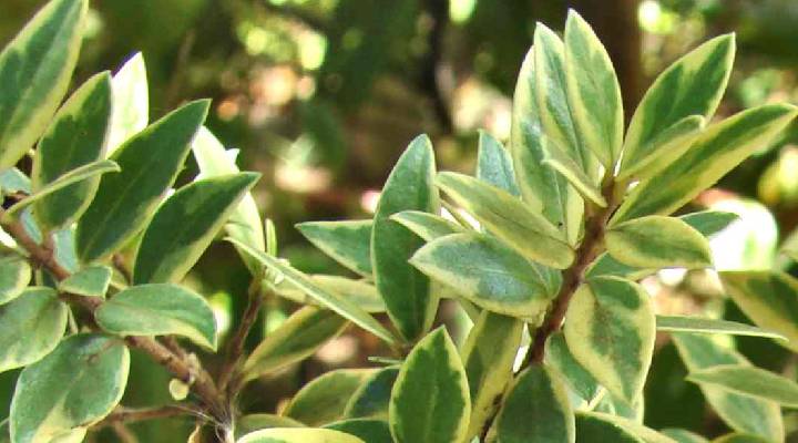 گونه Tarentina Variegata درخت مورد