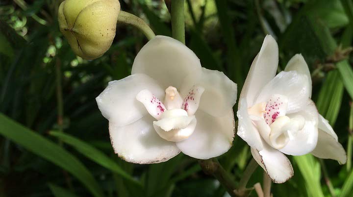 ارکیده یکی از کمیاب ترین گل های جهان است