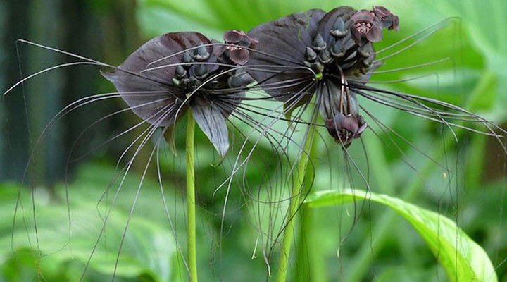 خفاش سیاه