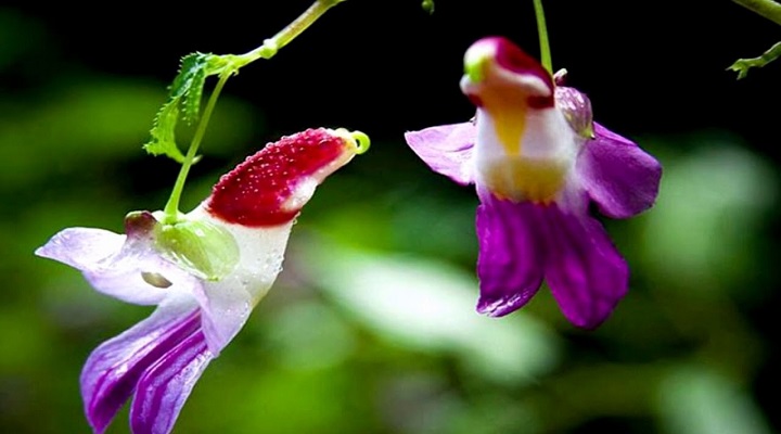 گل طوطی از عجیب ترین گل های دنیا