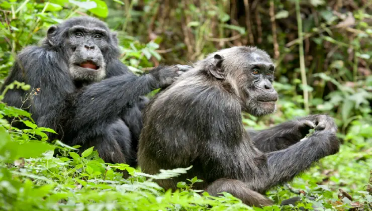 مستند حیات وحش - شامپانزه‌ها
