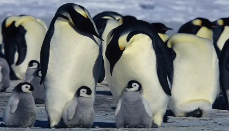 مستند حیات وحش - رژه پنگوئن‌ها