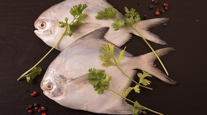 انواع ماهی خوراکی - ویژگی های مصرف ماهی حلوا
