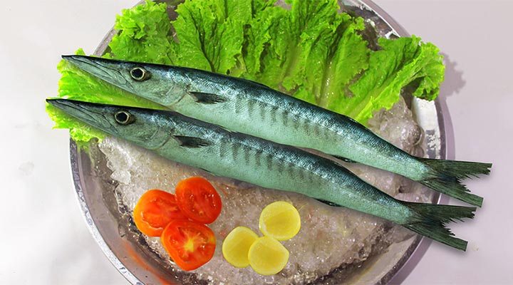انواع ماهی خوراکی - باراکودا