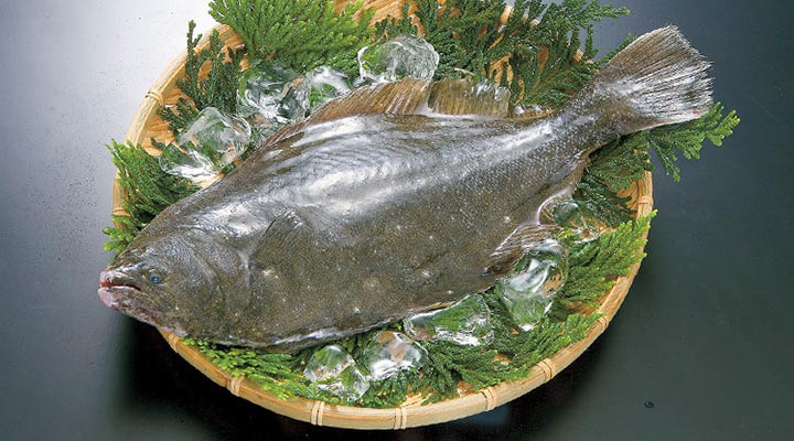 انواع ماهی خوراکی - ماهی فلاندر یا کفشک ماهی