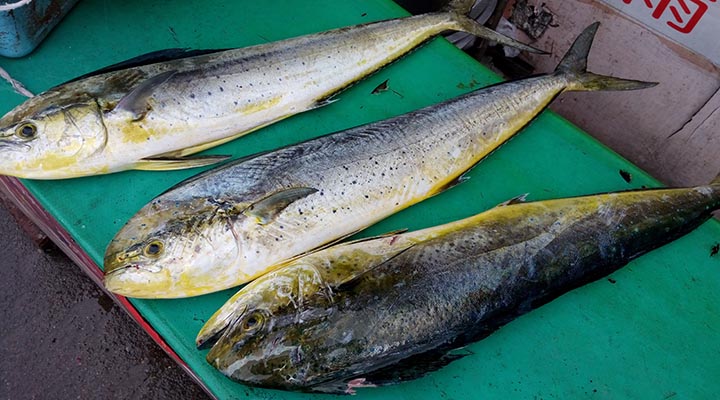 انواع ماهی خوراکی - گالیت