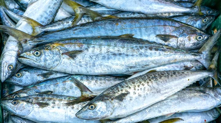 نوع ماهی خوراکی - isda gobad