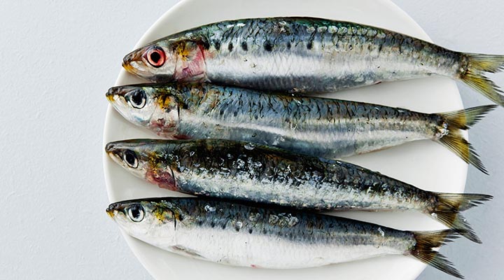 انواع ماهی خوراکی - خواص ماهی روغنی ساردین
