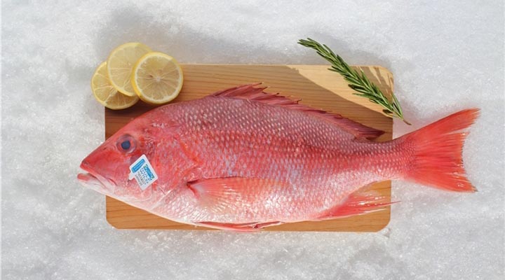 انواع ماهی خوراکی – ماهی سرخو