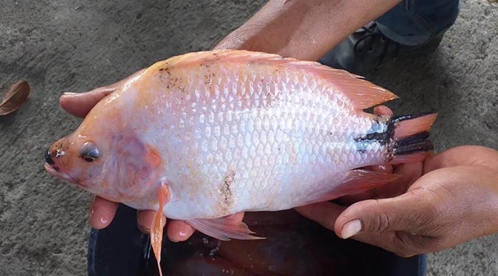 انواع ماهی خوراکی - آیا خوردن ماهی تیلاپیا ضرر دارد؟