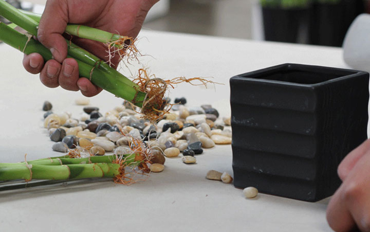روش قلمه زدن گیاه بامبو